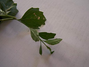Groundsel bush leaf